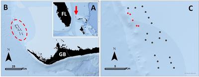 Social Network Analysis Reveals the Subtle Impacts of Tourist Provisioning on the Social Behavior of a Generalist Marine Apex Predator